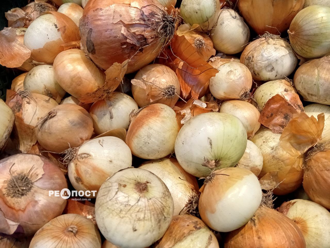 В Україні змінилися ціни на цибулю: як, чому та що буде далі В Україні змінилися ціни на цибулю: як, чому та що буде далі